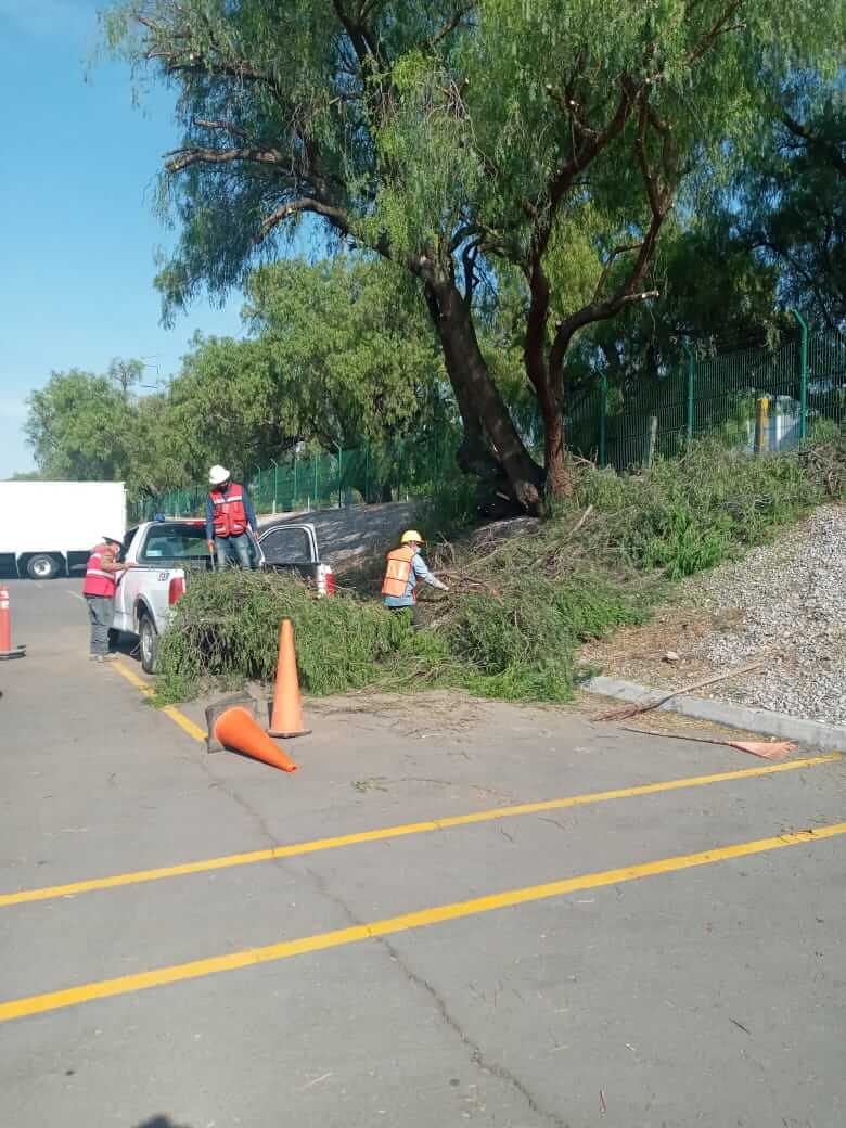 Mantenimiento de árboles en red aérea
