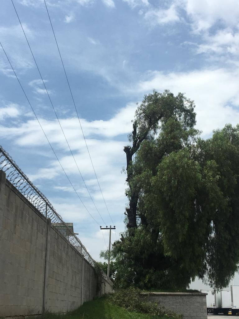 Poda cercana a línea de media tensión